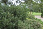 Belrose Westresidential-landscaping-35.jpg; ?>